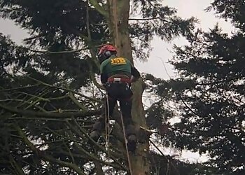 JSB Tree Surgery
