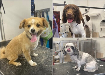 Jackie's pawz & clawz dog grooming