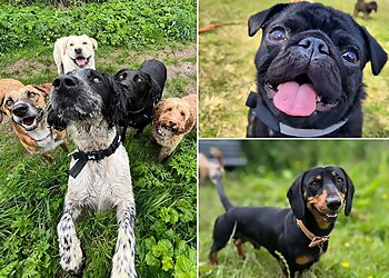 Jake's Adventures Petcare Ltd.