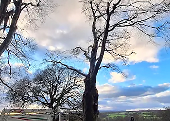 James Balch Tree Services