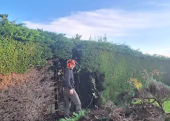 James Balch Tree Services