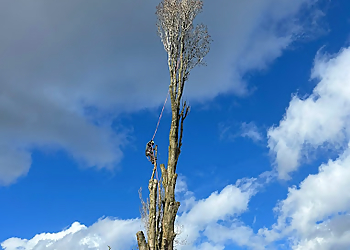 J and Son Trees and Landscapes J and Son Trees and Landscapes