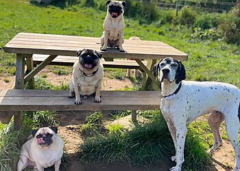 Jangles Home Boarding, Walking and Day Care