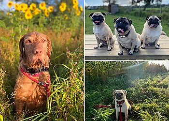 Jangles Home Boarding, Walking and Day Care