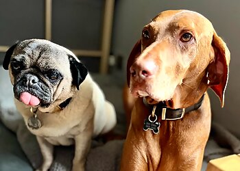 Caerphilly dog walkers Jangles Home Boarding, Walking and Day Care  image 1