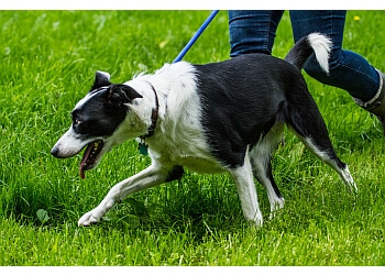 Jaycliffe Kennels & Cattery