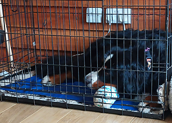 Jimackie Pet Services