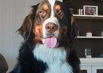 Jimackie Pet Services Jimackie Pet Services