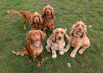 Jo & Co Pet Care Jo & Co Pet Care