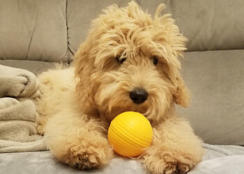 Jo Hinds-Dog Trainer and Behaviourist