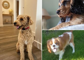 Jo Hinds-Dog Trainer and Behaviourist