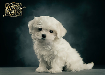 John Wilson Photography