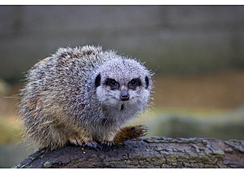 Johnsons of Old Hurst