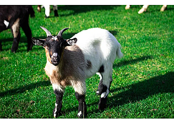 Johnsons of Old Hurst 