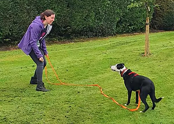 Jude Milne Dog Training & Pet Services