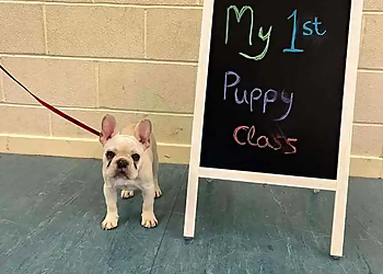 Jude Milne Dog Training & Pet Services