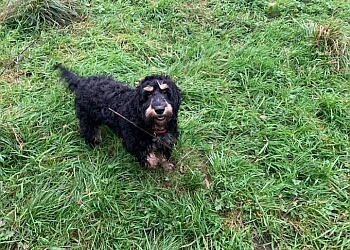 Julianna’s Kennels, Cattery & Grooming Parlour