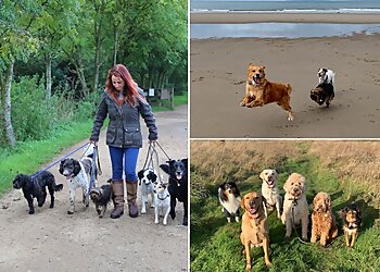 Jurassic Bark Dog Walking