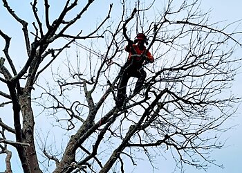 Jurassic Tree Services