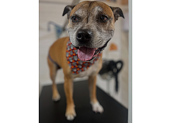 K8's Short Bark 'N' Sides Dog Groomers