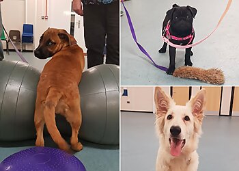 K9 Capers Dog Training Club