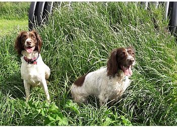 3 Best Dog Trainers in Swindon, UK - ThreeBestRated