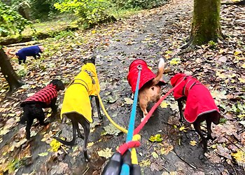 K-9 Crew dog walking