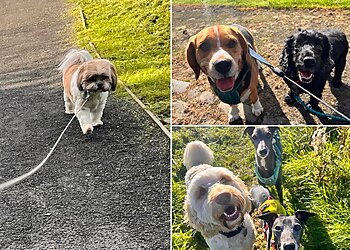 K-9 Crew dog walking