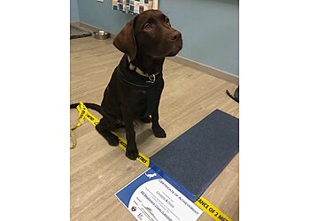 K9 Education Dog Training
