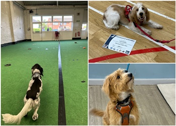 K9 Education Dog Training