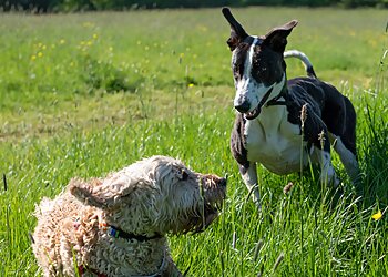 K9 Exclusive Walks Ltd.