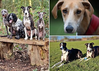 K9 Exclusive Walks Ltd.