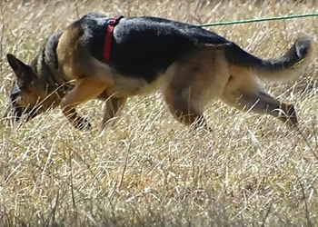 K9H Dog Training Specialists