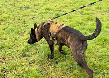 K9H Dog Training Specialists