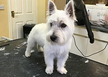 K9 Heaven Dog Grooming