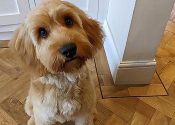 K9 Klippers Grimsby Ltd