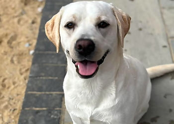 K9 Krew & Friends Pet Services