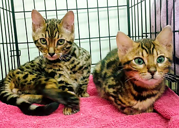 KD Grooming Studio LTD