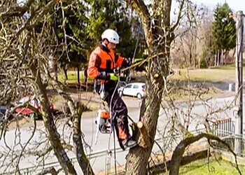 KMN Tree Surgeon