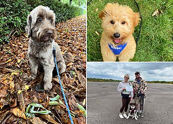 Kaelum Neville Dog Training