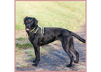 Pet Behaviour Consulting