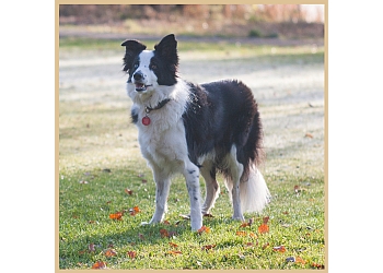 Pet Behaviour Consulting