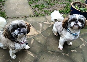 Katie & Friends Pet Services