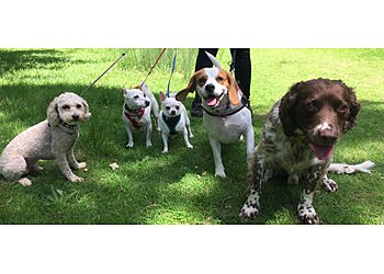 Waltham Abbey dog walkers Katie & Friends Pet Services image 1