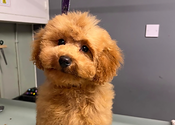 Katie's Pet Services