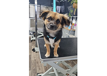 Katie's Pet Services