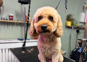 Katie's Pet Services Katie's Pet Services