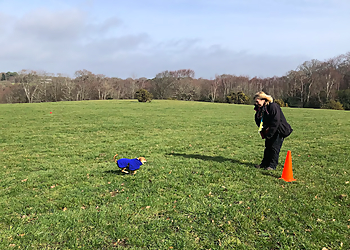 Kck9 dog training Kck9 dog training