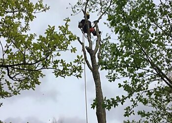 Keighley Tree Services Ltd.