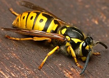 Kerr Pest Management Services